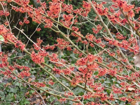 Hamamelis x intermedia ‘Old Copper‘ Hamamelis x intermedia ‘Old Copper‘