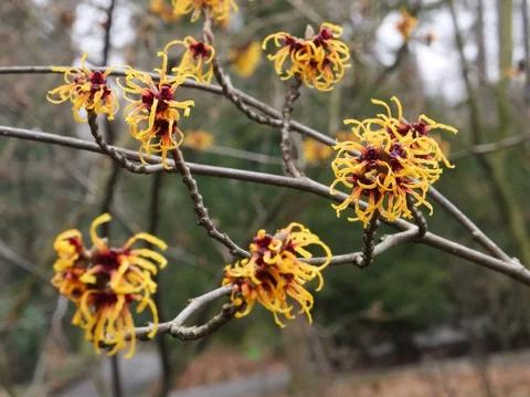 Hamamelis x intermedia ‘Orange Beauty‘ Hamamelis x intermedia ‘Orange Beauty‘