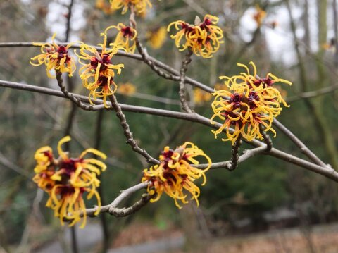 Hamamelis x intermedia ‘Orange Beauty‘