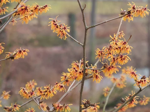 Hamamelis x intermedia ‘Orange Peel‘ Hamamelis x intermedia ‘Orange Peel‘