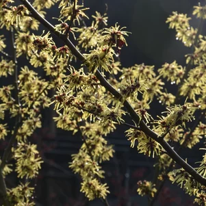 Hamamelis x intermedia ‘Pallida‘ Hamamelis x intermedia ‘Pallida‘