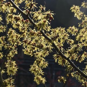 Hamamelis x intermedia ‘Pallida‘