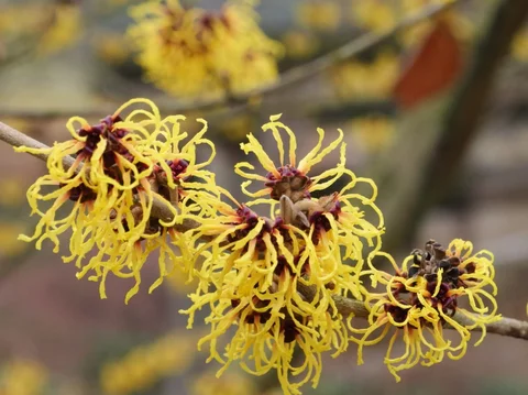 Hamamelis x intermedia ‘Ripe Corn‘ Hamamelis x intermedia ‘Ripe Corn‘