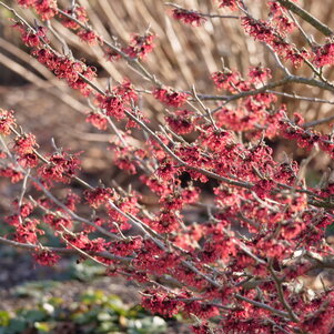 Hamamelis x intermedia ‘Ruby Glow‘