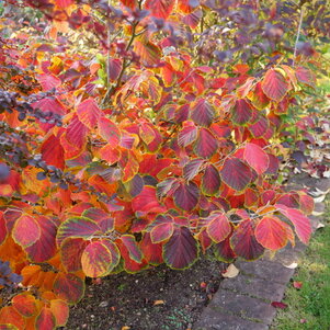 Hamamelis x intermedia ‘Ruby Glow‘ jesenné vyfarbenie