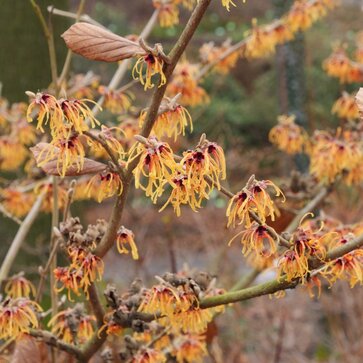 Hamamely - králi predjaria