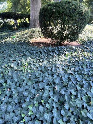 Hedera helix