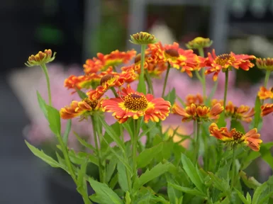Helenium ‘Fuego‘