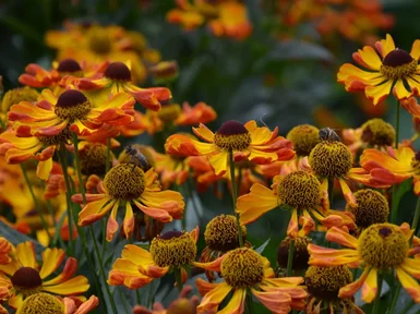 Helenium Rauchtopaz