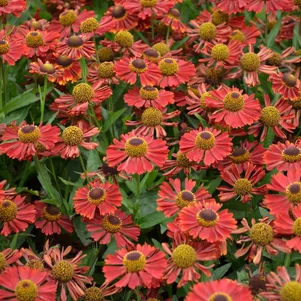 Helenium ‘Siesta‘