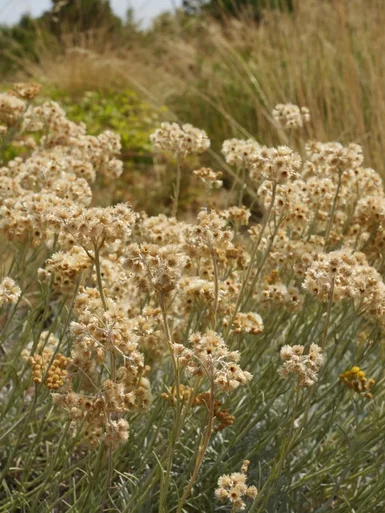 Helichrysum
