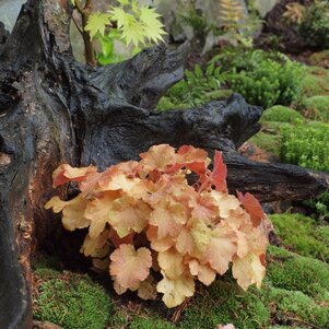 Heuchera
