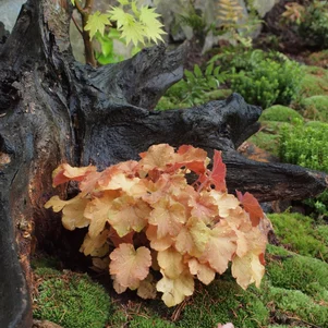 Heuchera
