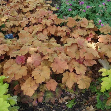 Heuchera