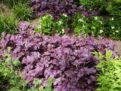 heuchera