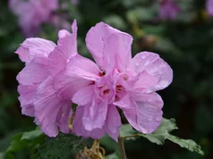 Hibiscus syriacus ‘Ardens‘