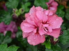 Hibiscus syriacus ‘Duc de Brabant‘