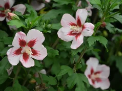 Hibiscus syriacus ‘Hamabo‘