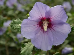 Hibiscus syriacus ‘Marina‘