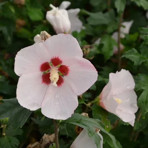Hibiscus syriacus ‘Mathilde‘ Hibiscus syriacus ‘Mathilde‘