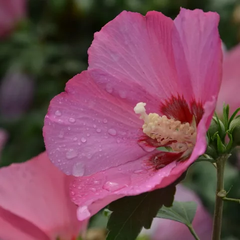 Hibiscus syriacus ‘Pink Giant‘ Hibiscus syriacus ‘Pink Giant‘