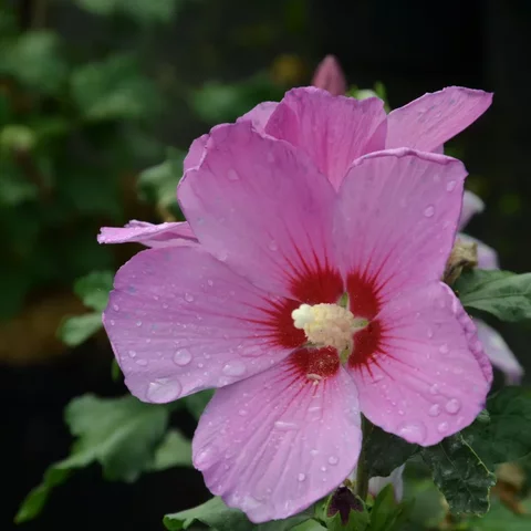 Hibiscus syriacus ‘Russian Violet‘ Hibiscus syriacus ‘Russian Violet‘