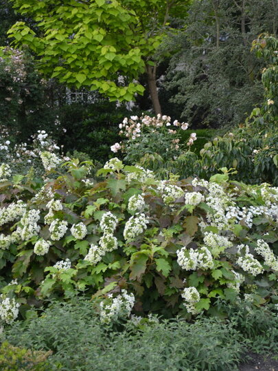 hortenzia dubolistá