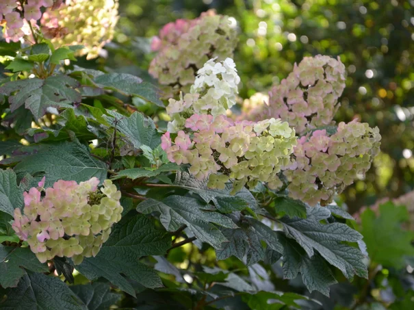 hortenzia dubolistá hortenzia dubolistá
