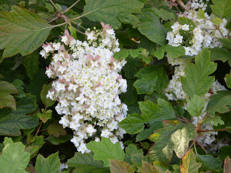 hortenzia dubolistá