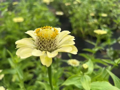 hortenzia dubolistá hortenzia dubolistá