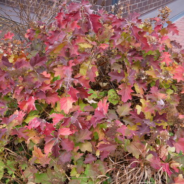 Hortenzia dubolistá – Hydrangea quercifolia