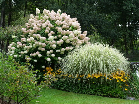 hortenzia metlinatá - bujná odroda - Limelight - kvitnúca - vek 19 rokov