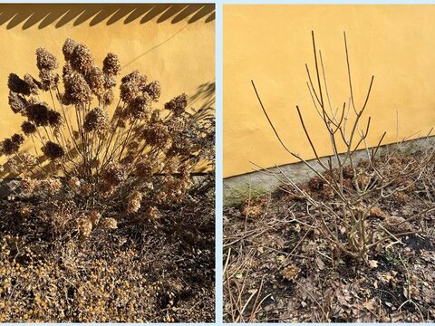 hortenzia metlinatá - bujná odroda - Limelight - v predjarí a po reze