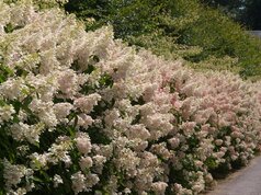 hortenzia metlinatá - Hydrangea paniculata