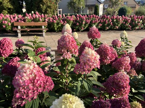 hortenzia metlinatá -nízka odroda - Living Colourful Cocktail - kvitnutie