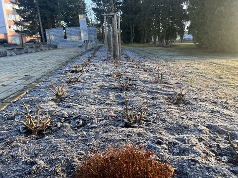 hortenzia metlinatá -nízka odroda - Living Colourful Cocktail - po reze