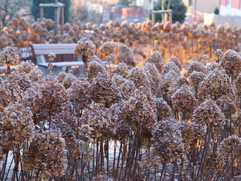 hortenzia metlinatá -nízka odroda - Living Colourful Cocktail - zimný efekt