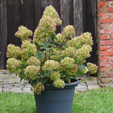 hortenzia metlinatá odroda Living Little Love