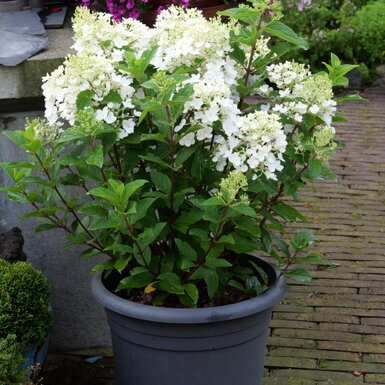 hortenzia metlinatá odroda Living Little Rosy