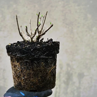 Hortenzia metlinatá pred výsadbou Hortenzia metlinatá pred výsadbou