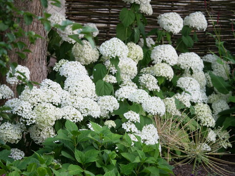 hortenzia stromčekovitá- ‘Strong Annabelle‘ - kvitnutie