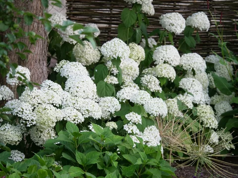 hortenzia stromčekovitá- ‘Strong Annabelle‘ - kvitnutie hortenzia stromčekovitá- ‘Strong Annabelle‘ - kvitnutie