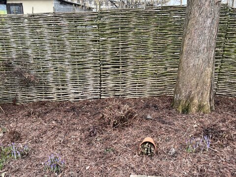 hortenzia stromčekovitá- ‘Strong Annabelle‘ - po reze
