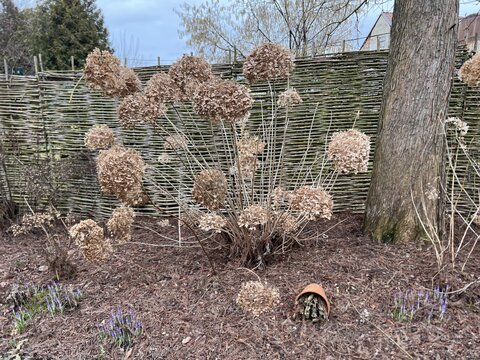 hortenzia stromčekovitá- ‘Strong Annabelle‘ - po zime