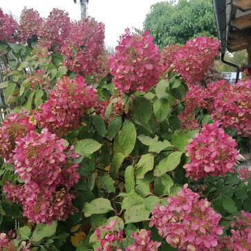 Hortenzie metlinaté (Hydrangea paniculata)