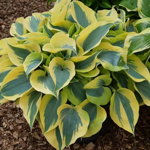 Hosta Autumn Frost Hosta Autumn Frost