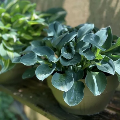 Hosta Blue Mouse Ears Hosta Blue Mouse Ears