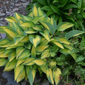 Hosta ‘June‘