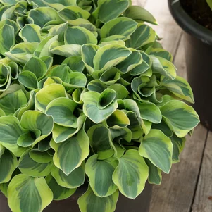 Hosta Mighty Mouse Hosta Mighty Mouse