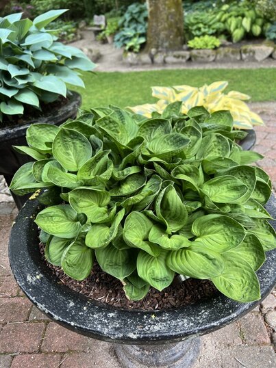 Hosta Nippers
